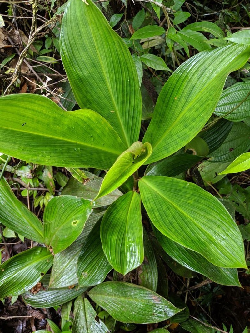 Costus alleniopsis photo 4