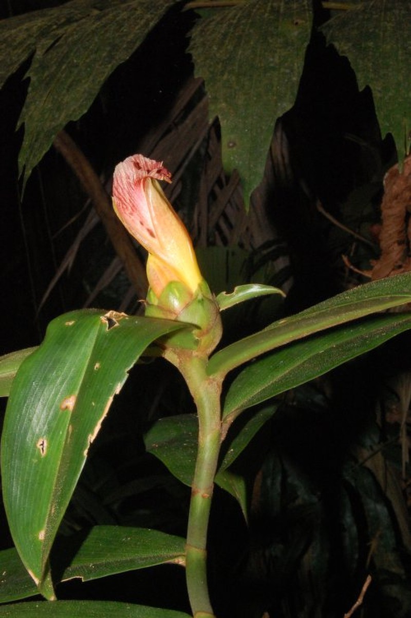 Costus alleniopsis photo 5