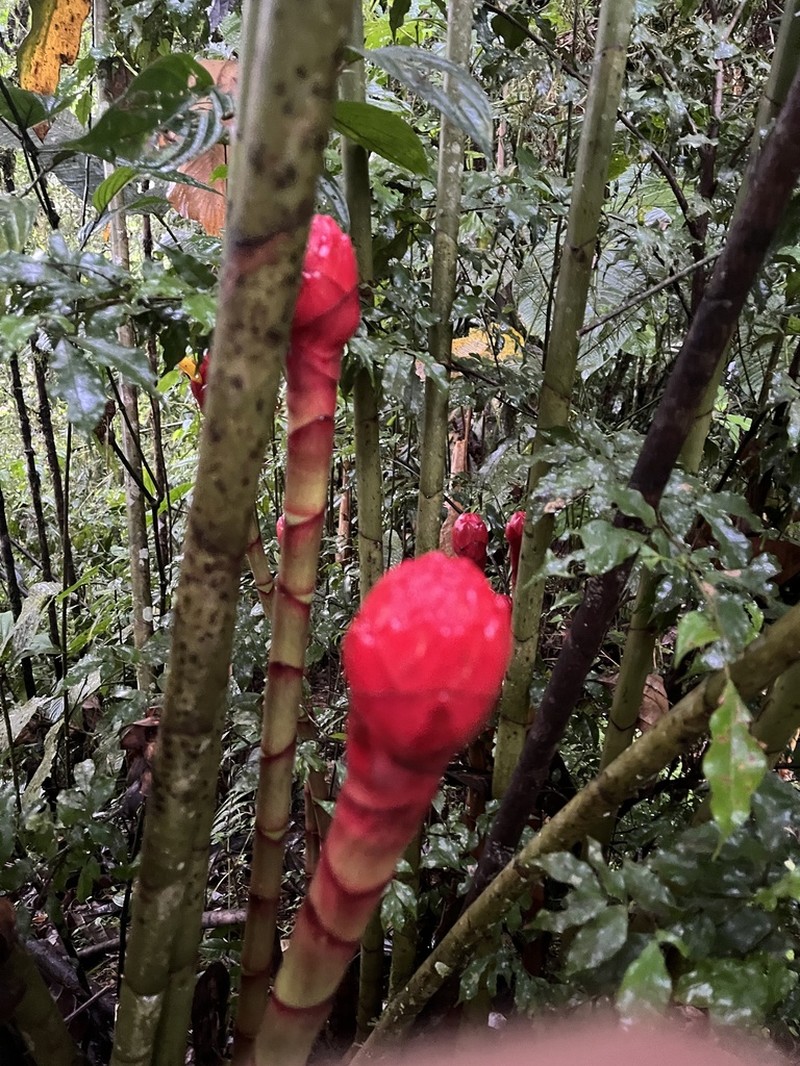 Costus alticola