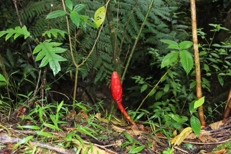 Costus alticola photo 2