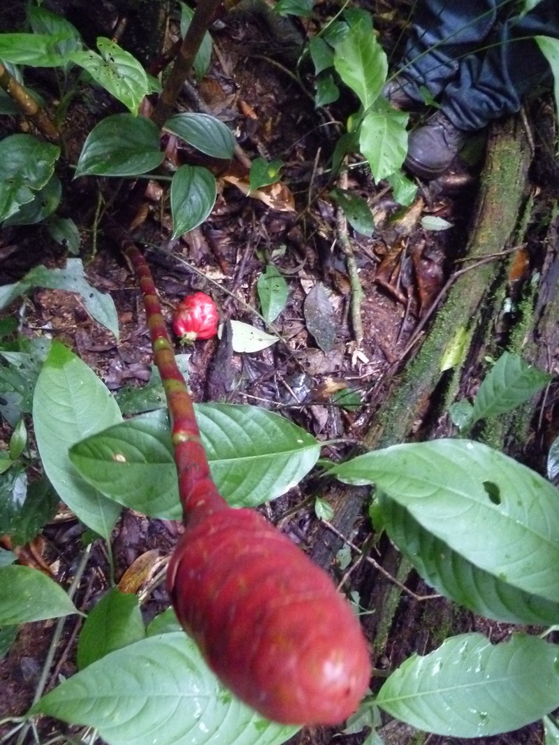 Costus alticola photo 4