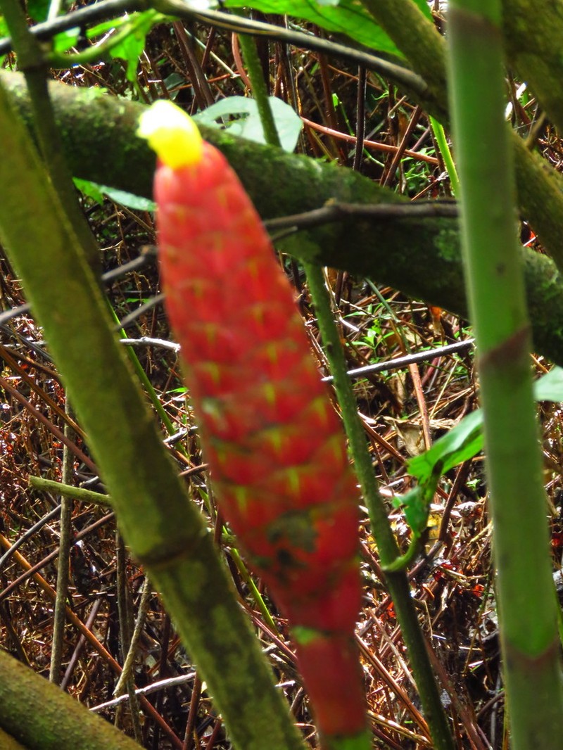 Costus alticola photo 5