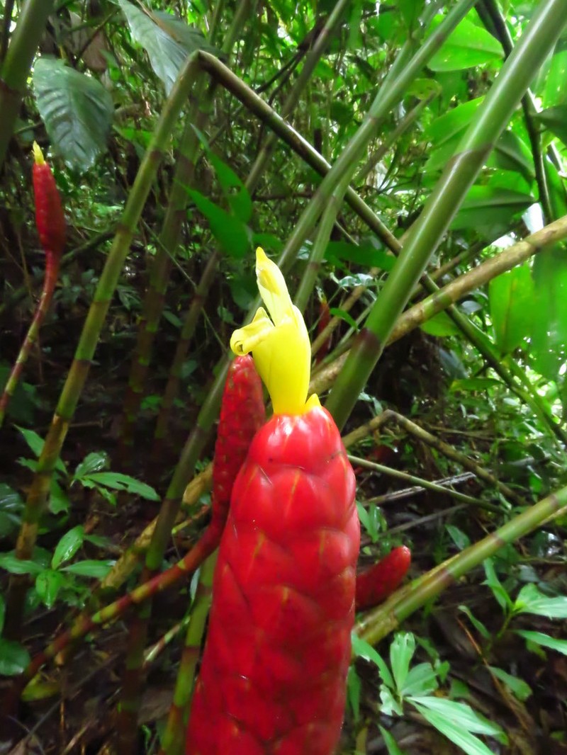 Costus alticola photo 6