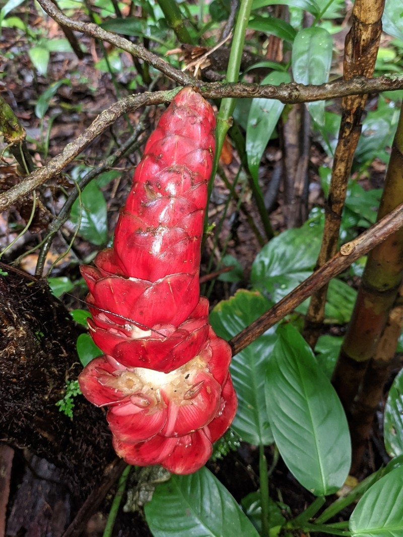Costus alticola photo 7