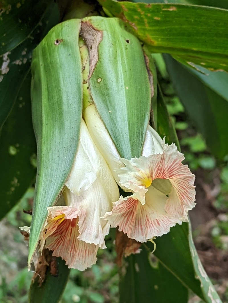 Costus antioquiensis
