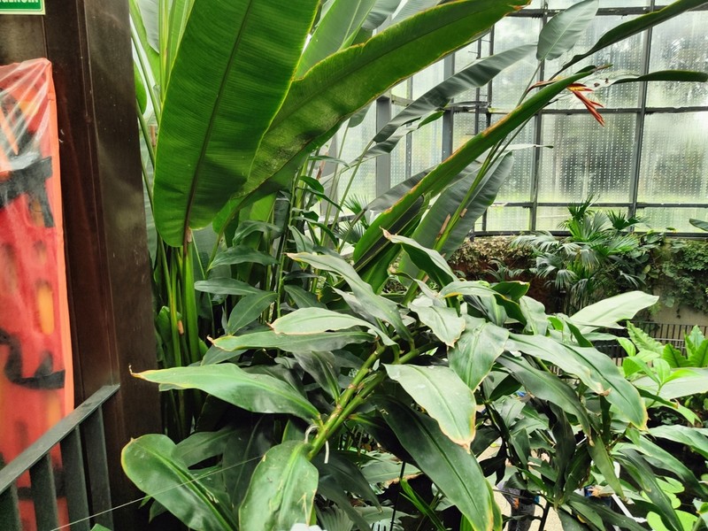 Costus antioquiensis photo 2