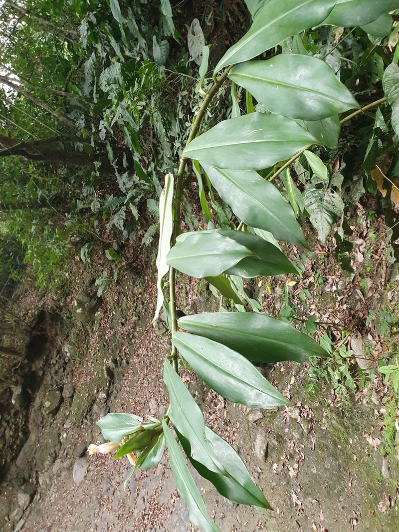 Costus antioquiensis photo 3