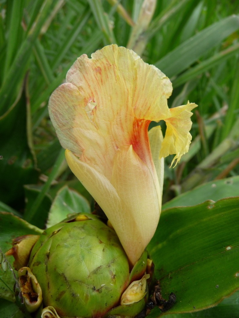 Costus antioquiensis photo 4