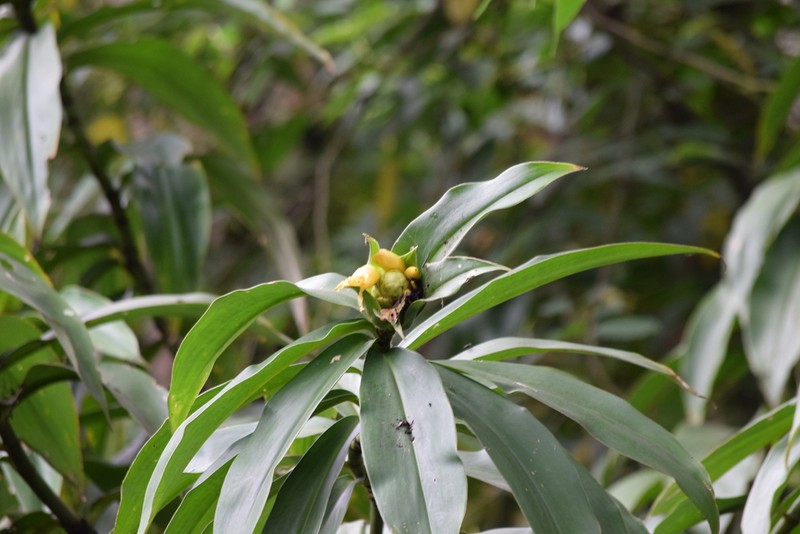 Costus antioquiensis photo 6