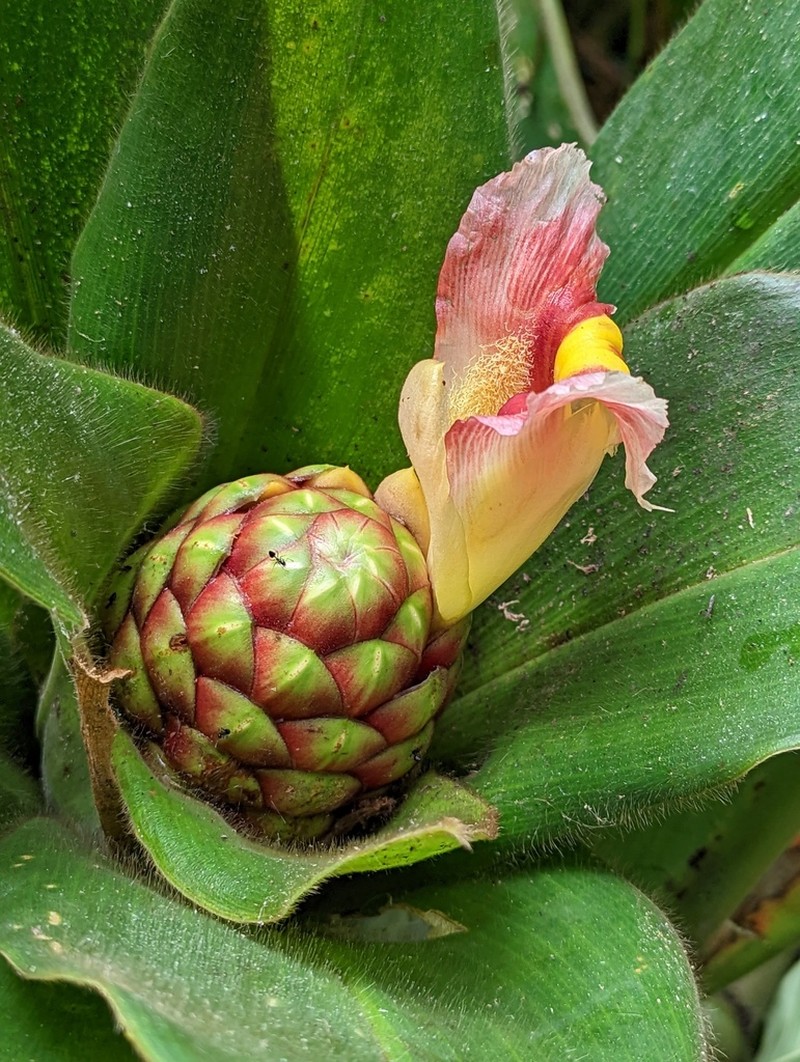 Costus antioquiensis photo 7