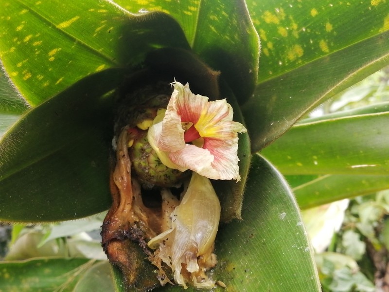 Costus antioquiensis photo 8