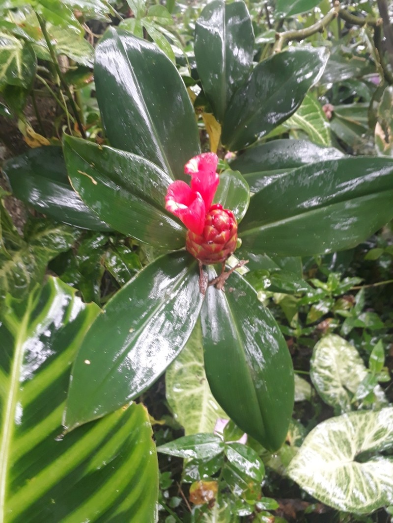 Costus atlanticus