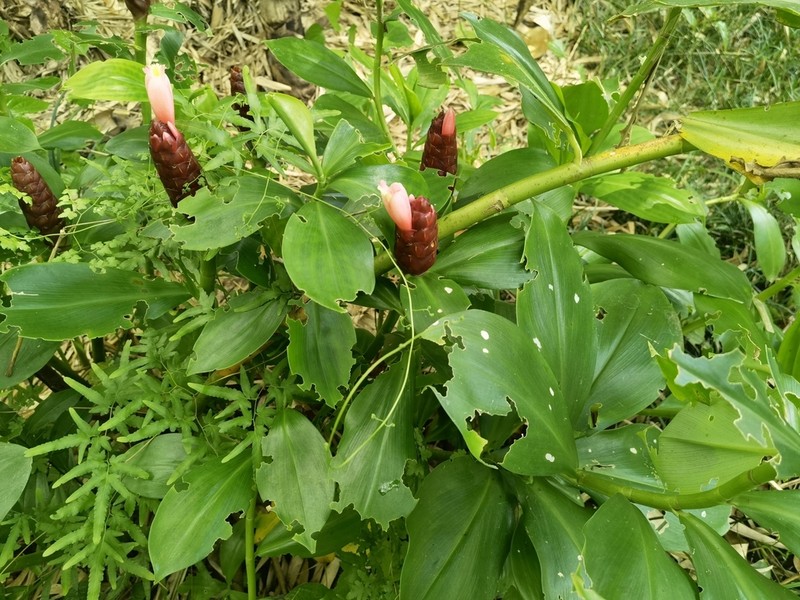 Costus atlanticus photo 2