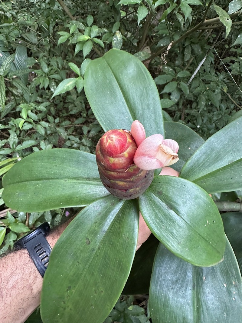Costus atlanticus photo 3