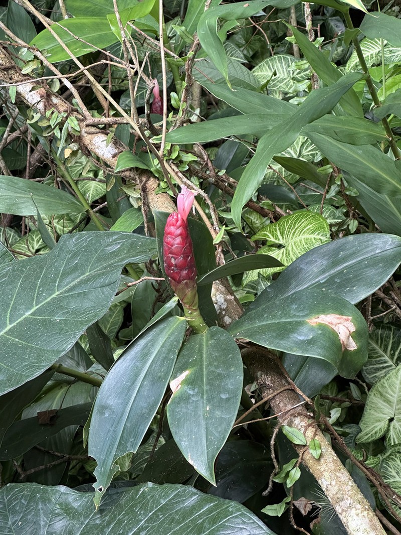 Costus atlanticus photo 4