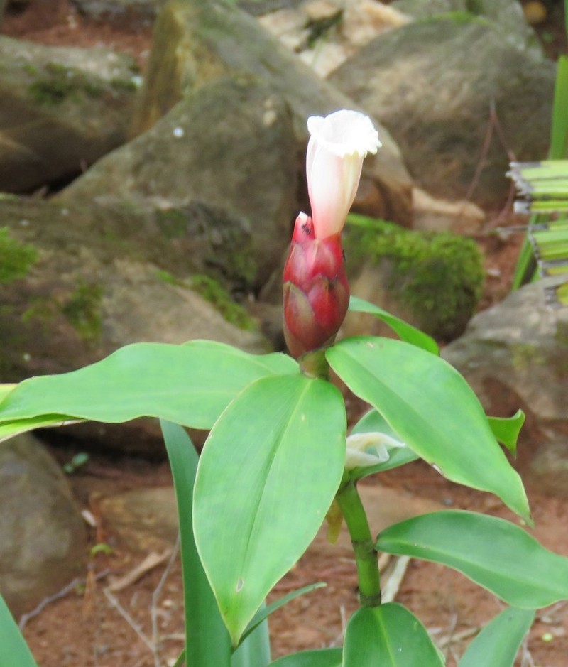 Costus atlanticus photo 5