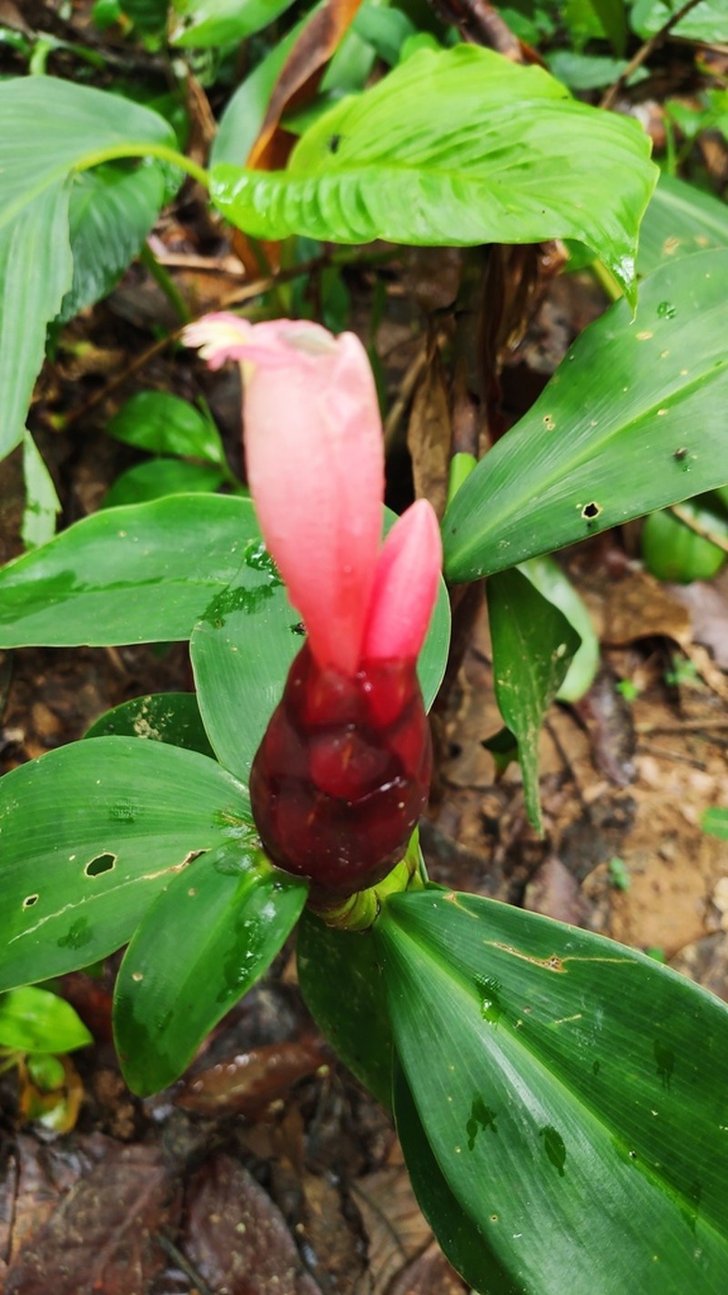 Costus atlanticus photo 6