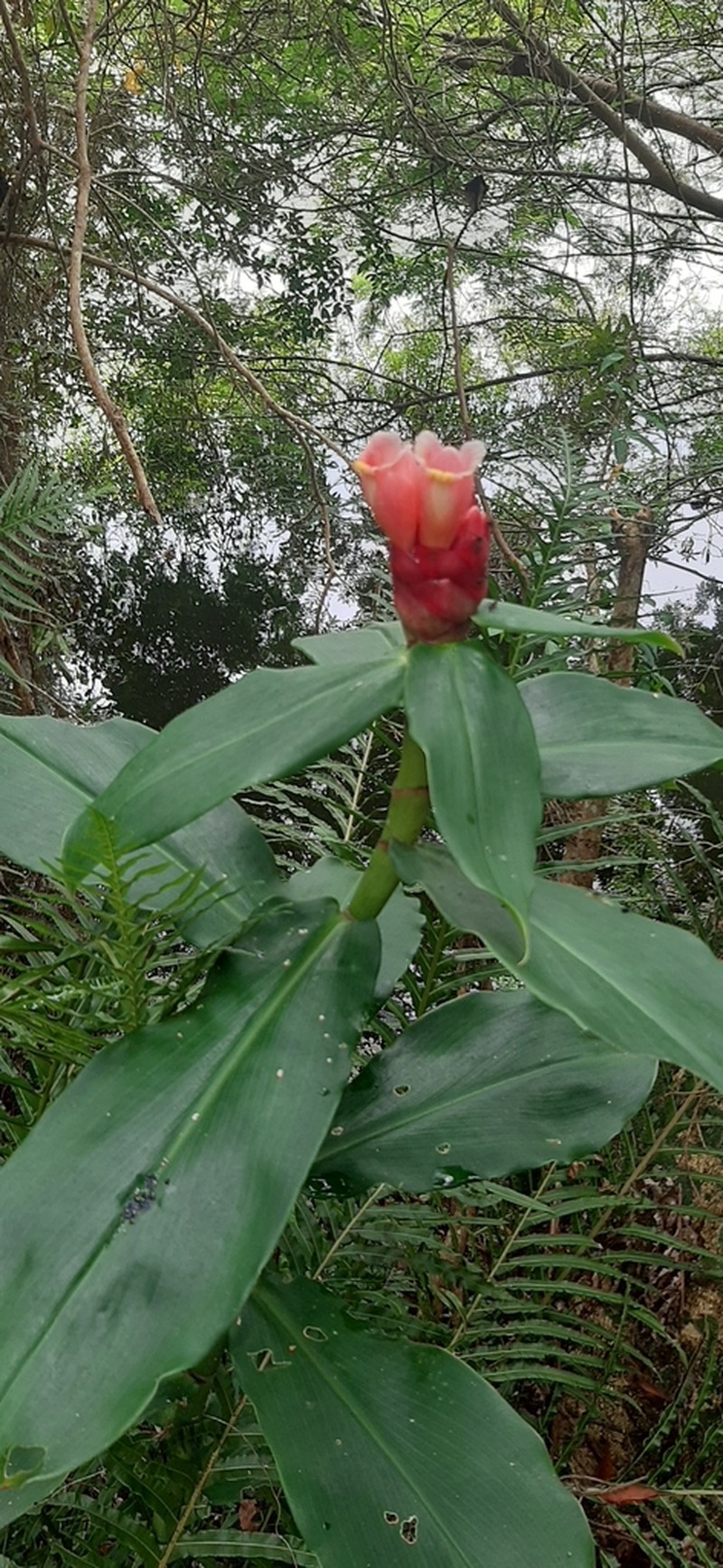 Costus atlanticus photo 7