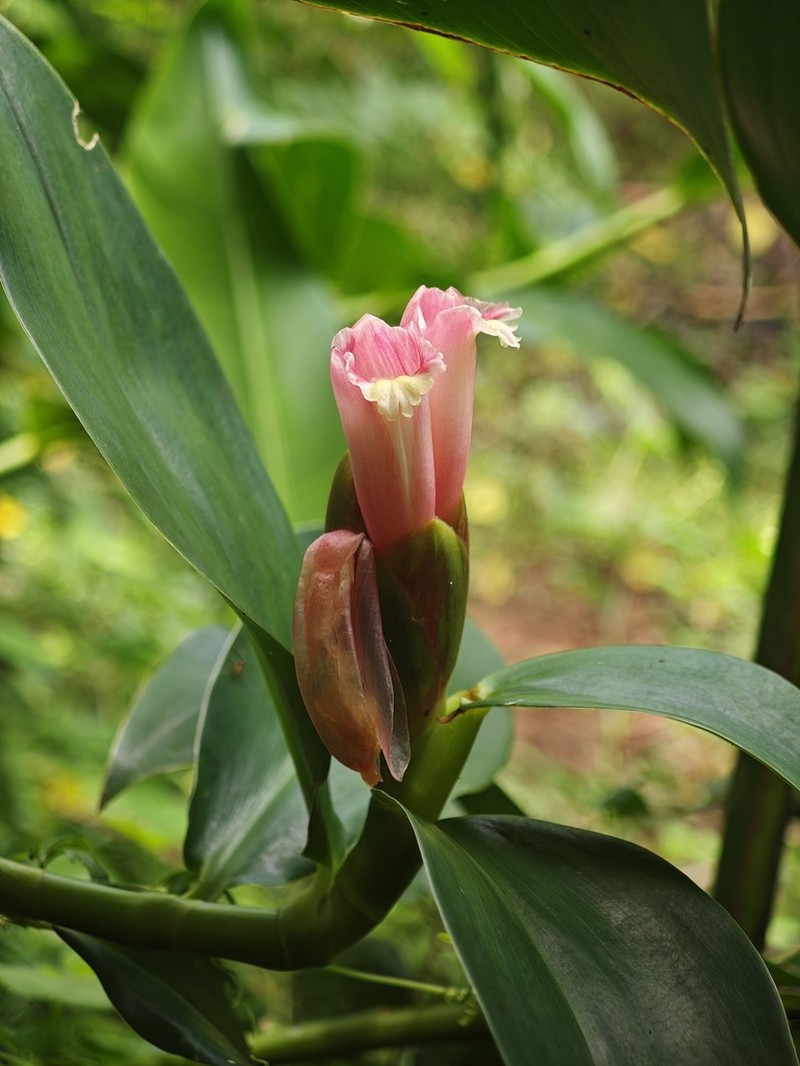 Costus atlanticus photo 8