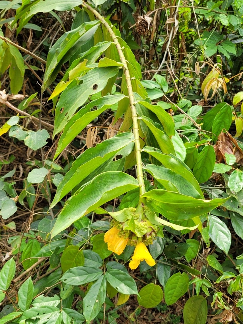 Costus aureus