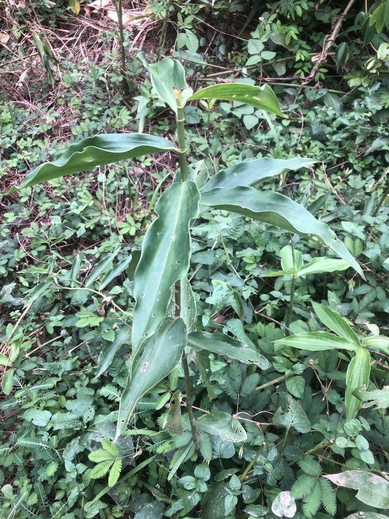 Costus aureus photo 2