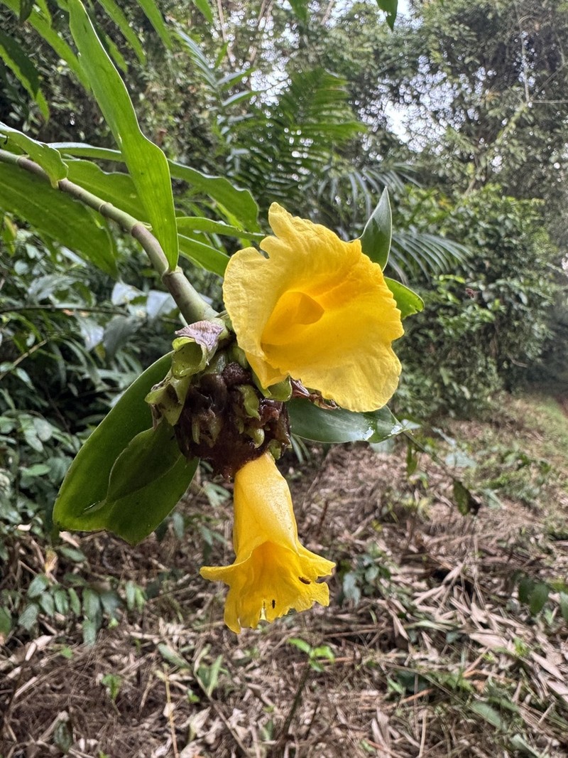 Costus aureus photo 3