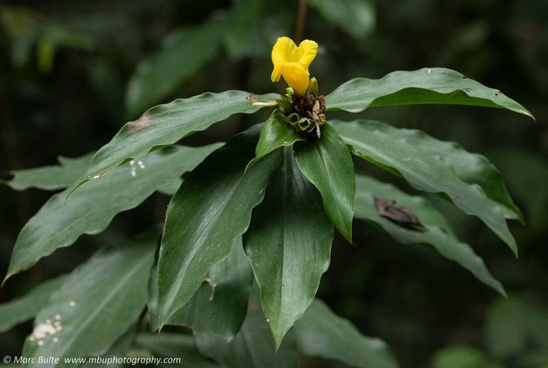 Costus aureus photo 4