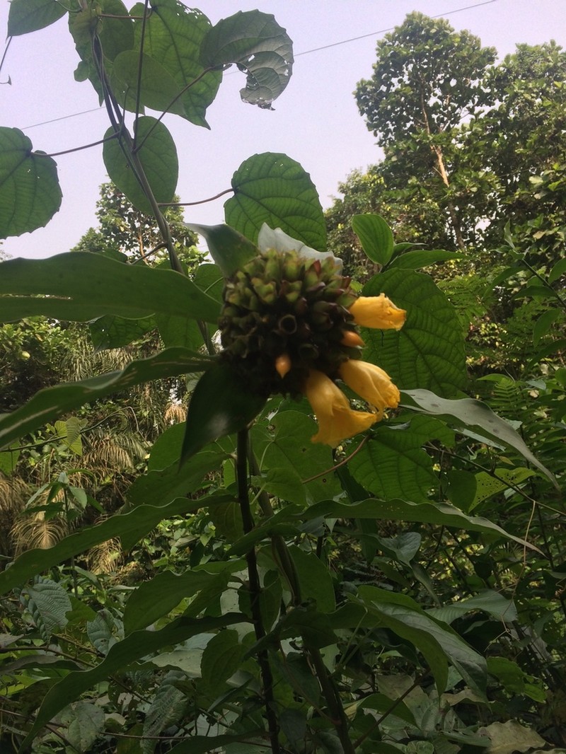 Costus aureus photo 5