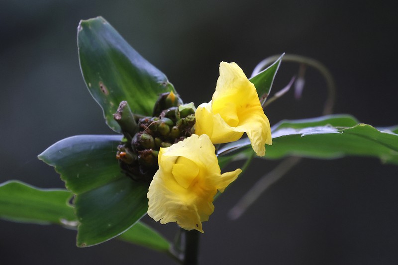 Costus aureus photo 6