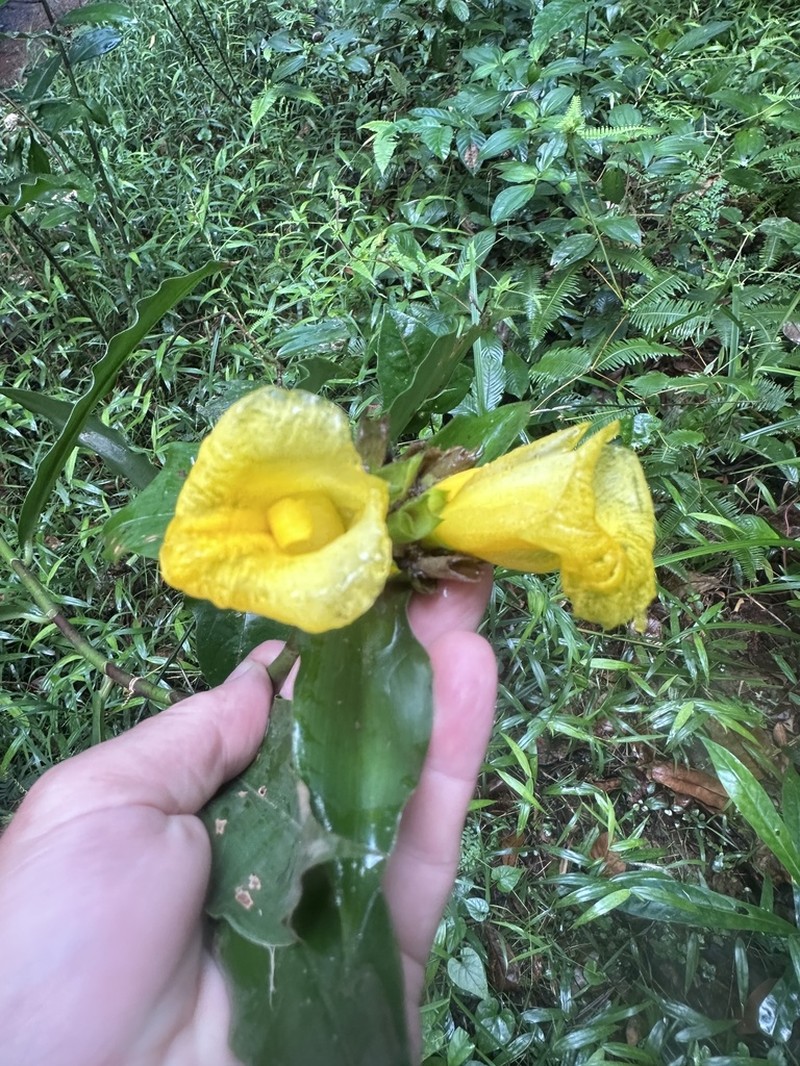 Costus aureus photo 7