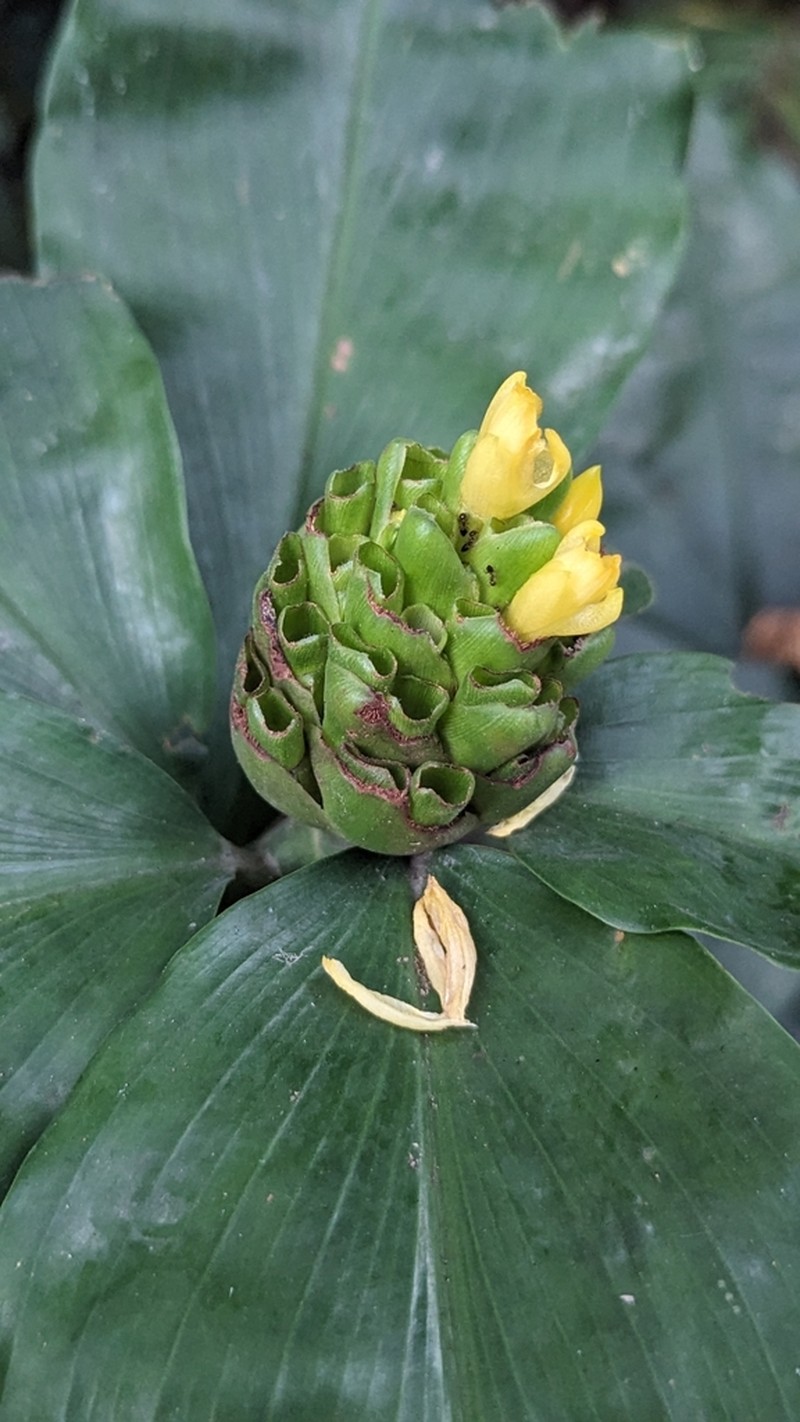 Costus aureus photo 8