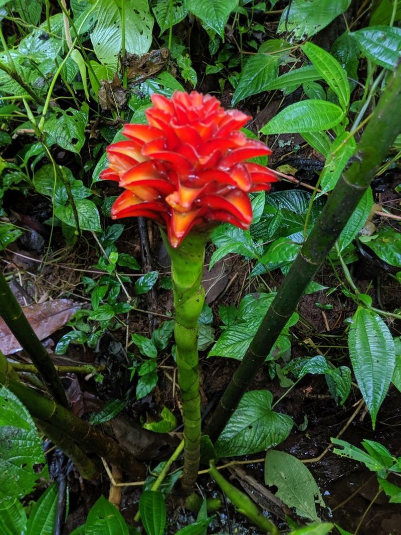 Costus callosus