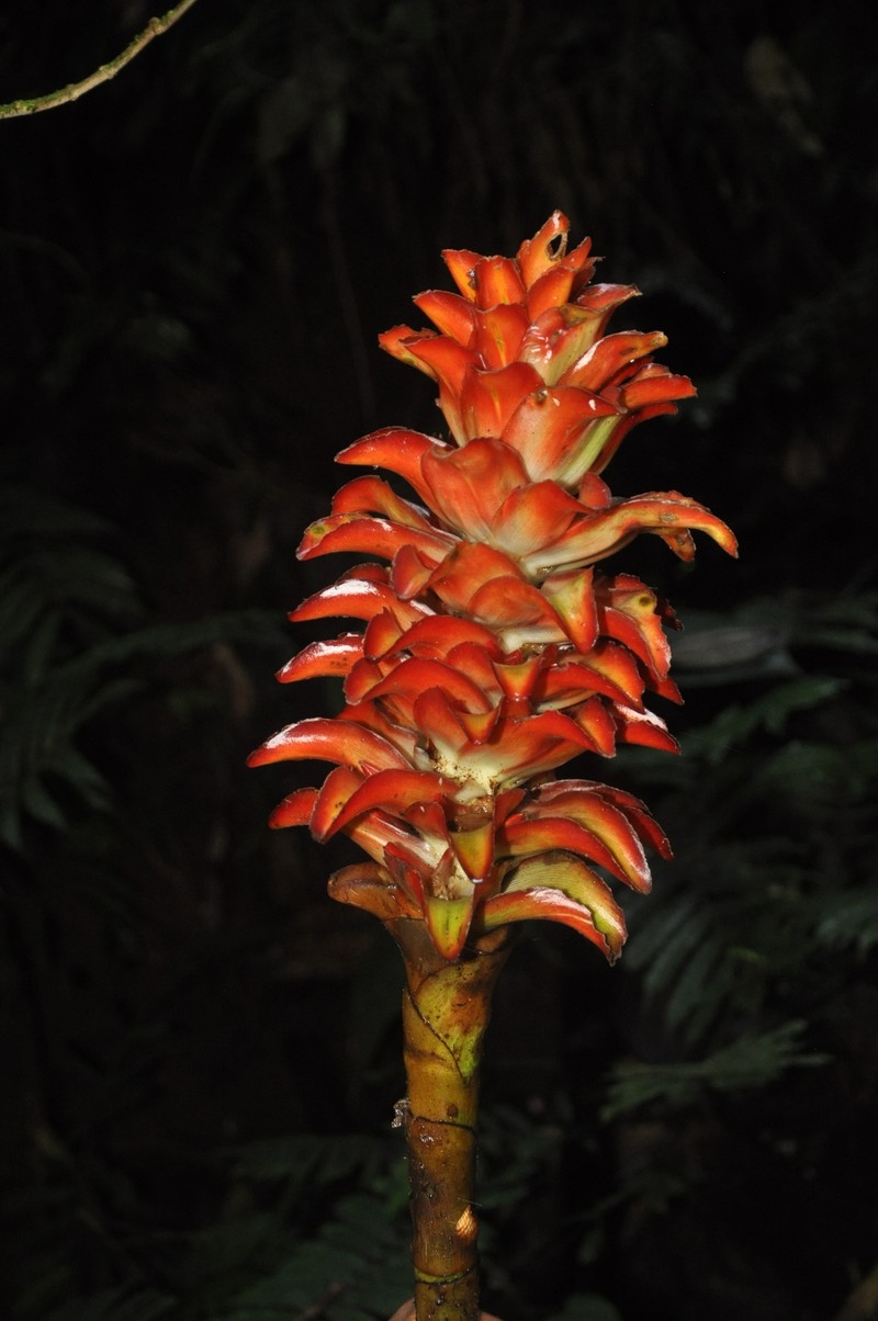 Costus callosus photo 4