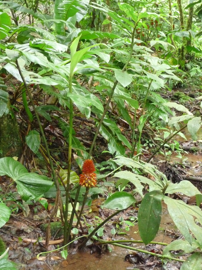 Costus callosus photo 5