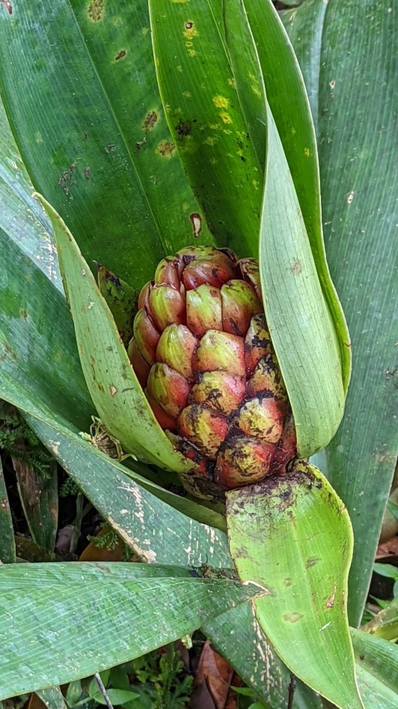 Costus convexus