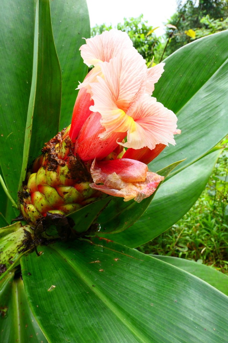 Costus convexus photo 2