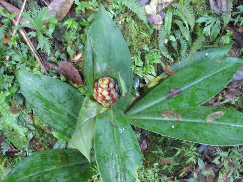 Costus convexus photo 3