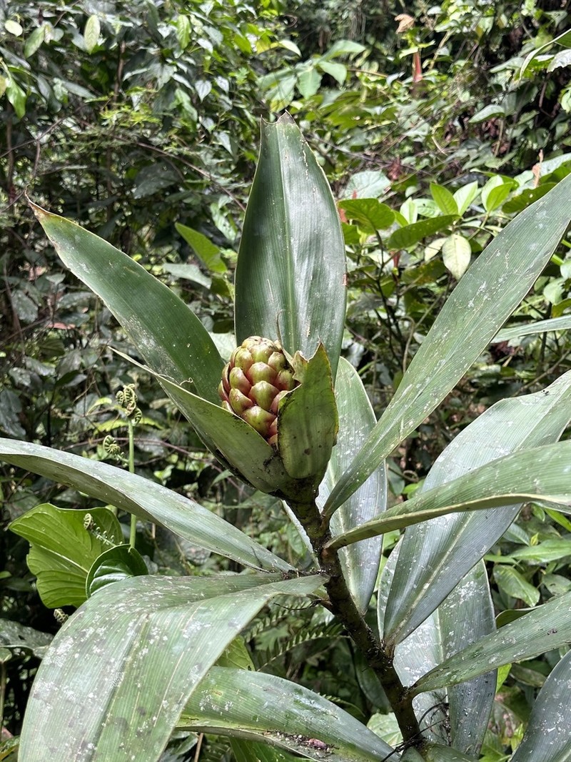Costus convexus photo 4