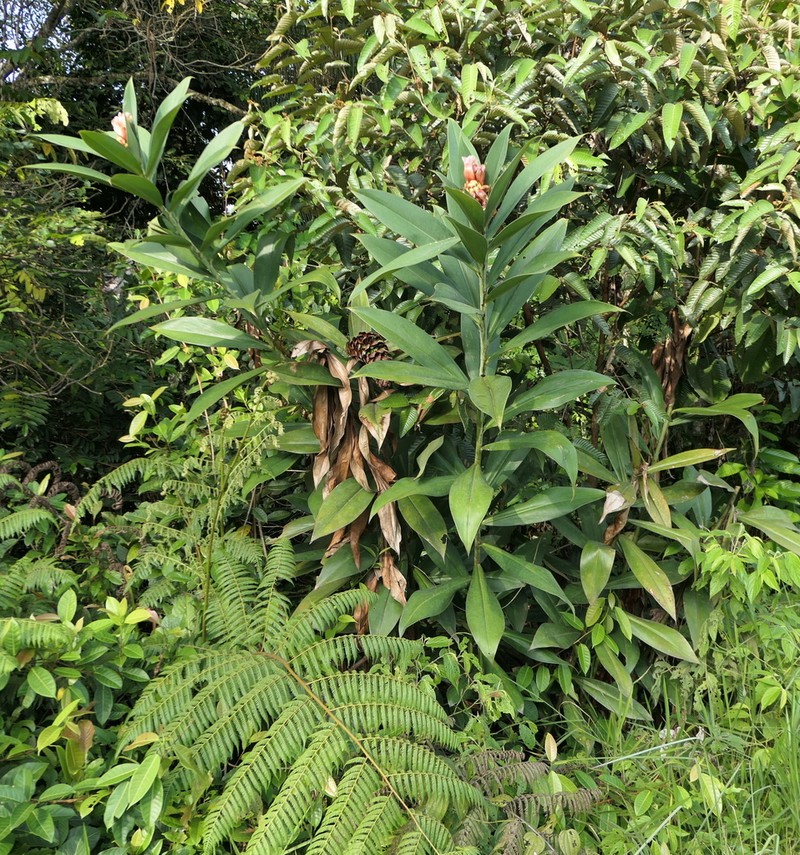Costus convexus photo 5