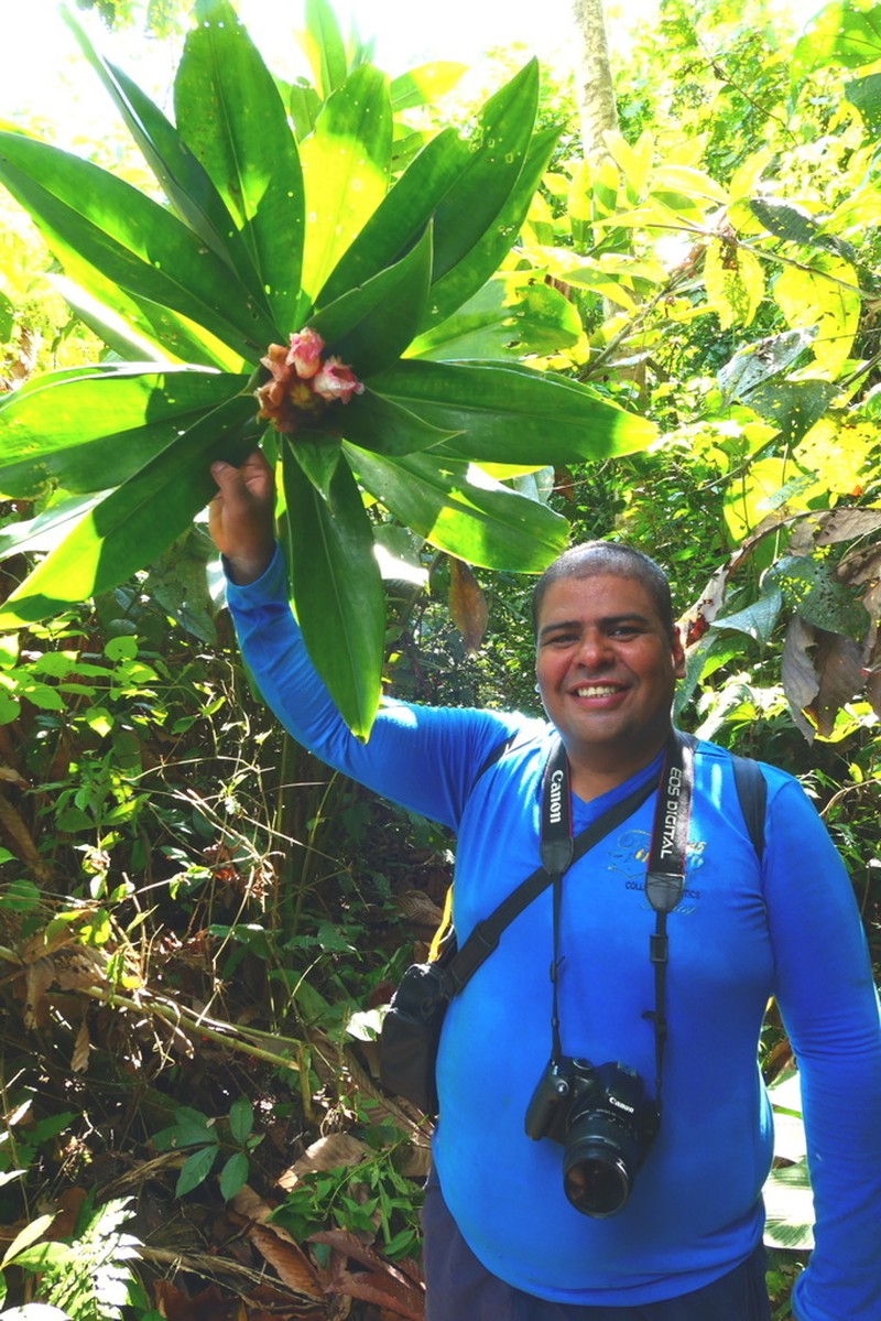 Costus convexus photo 6