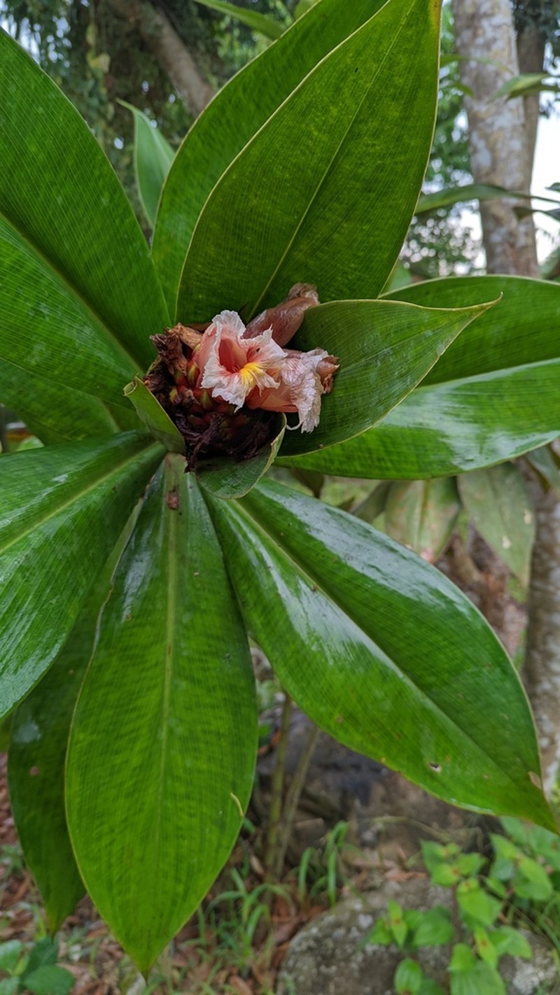 Costus convexus photo 7