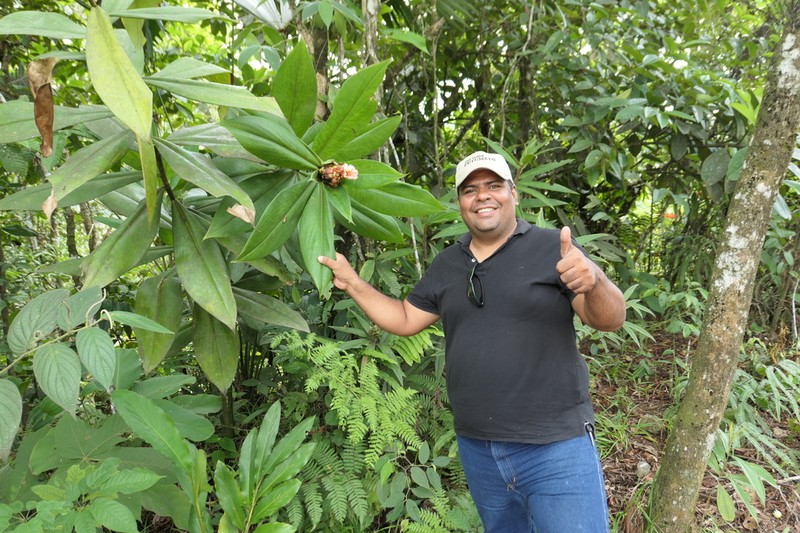 Costus convexus photo 8