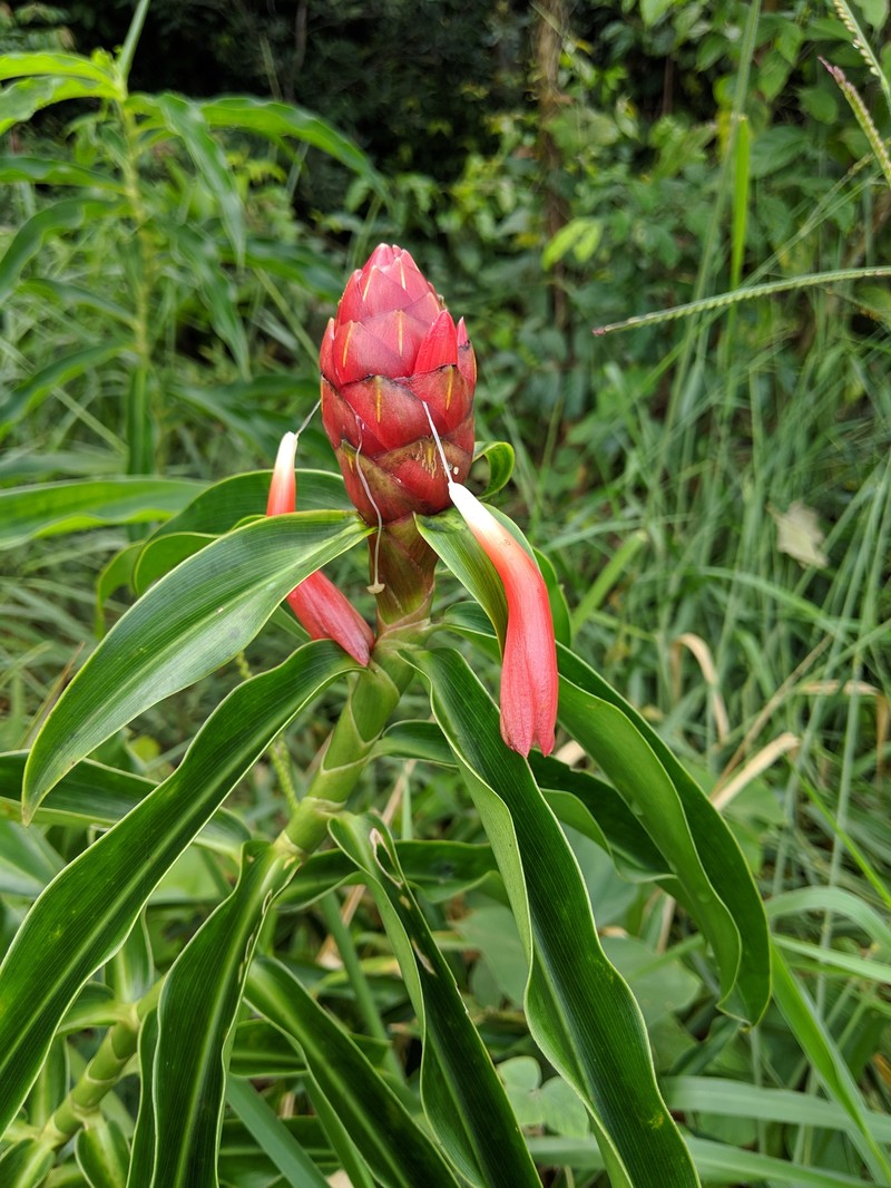 Costus douglasdalyi photo 2
