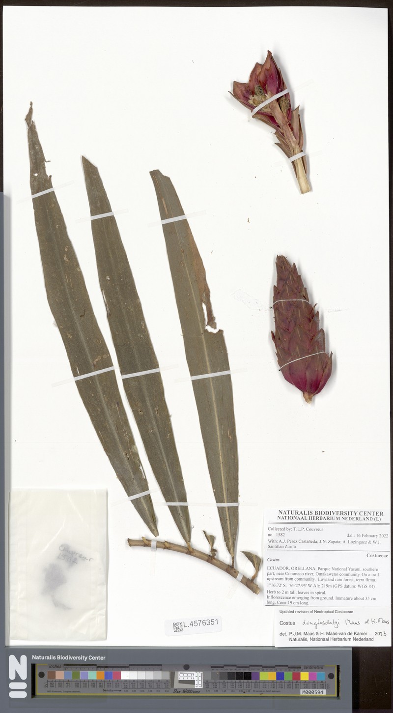 Costus douglasdalyi photo 3