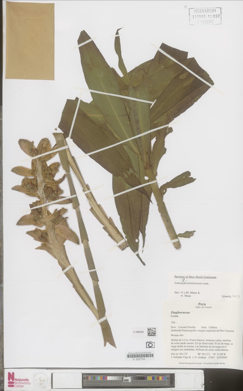 Costus douglasdalyi photo 5