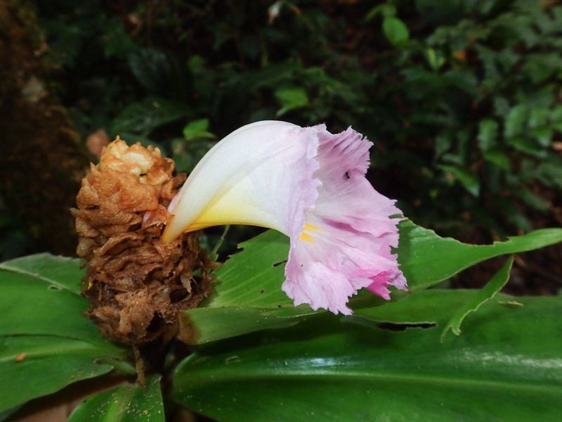 Costus fenestralis