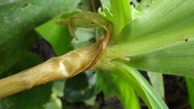 Costus fenestralis photo 2