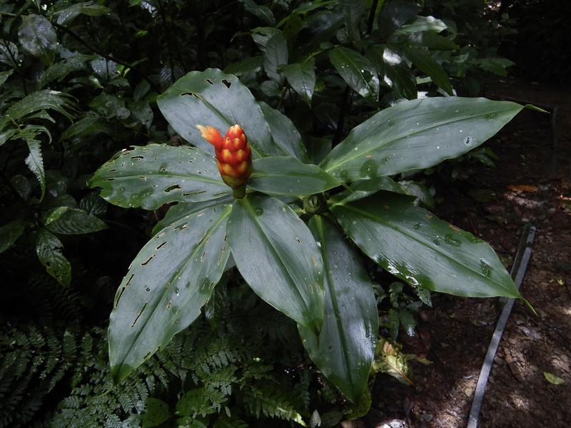 Costus flammulus
