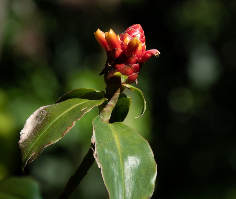 Costus flammulus photo 2