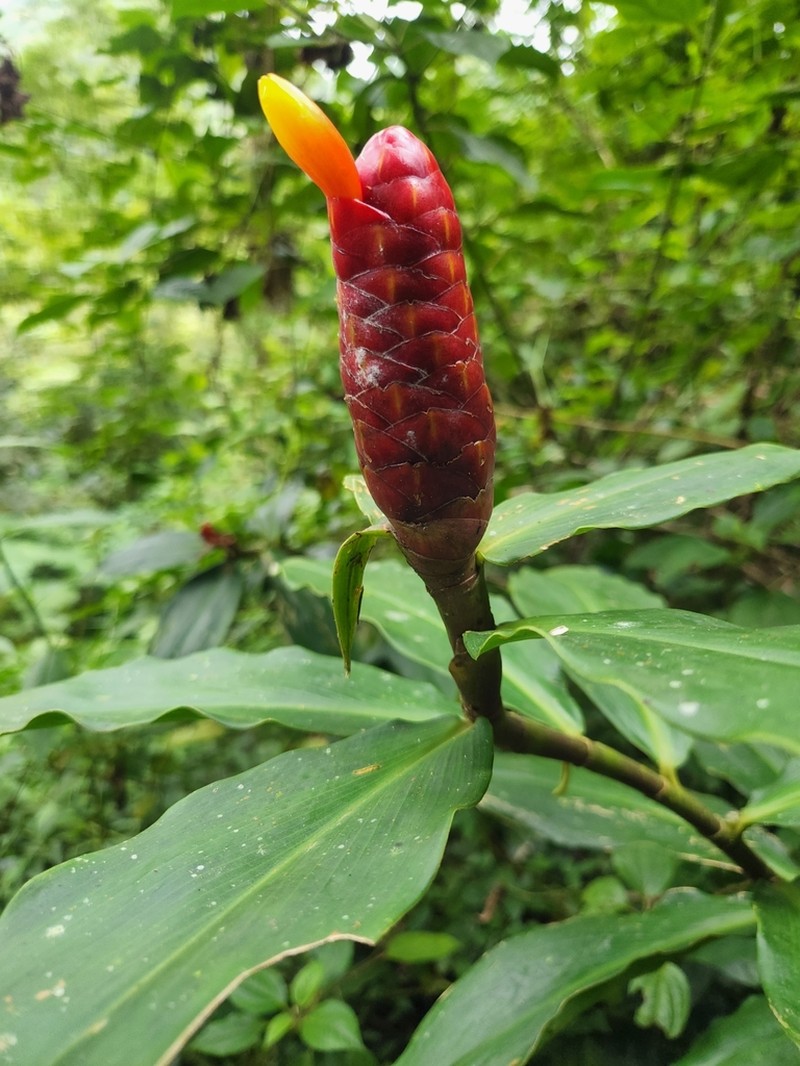 Costus flammulus photo 3